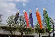 koinobori1.jpg